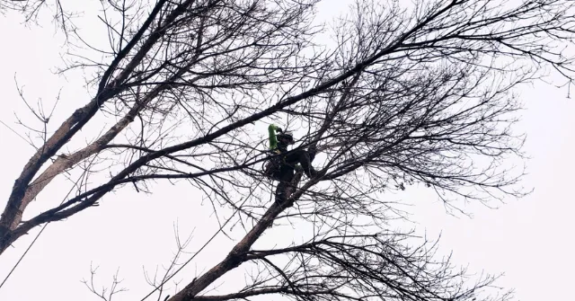 Tree service expert inspecting diseased tree in Lafayette backyard
