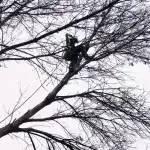 Best Tree Service