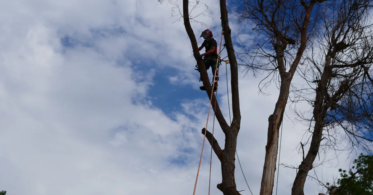 Reliable Tree Service