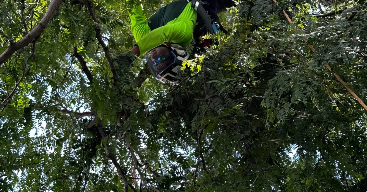 Tree Health