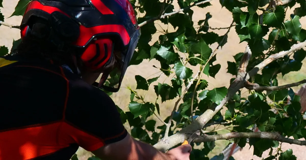 Tree Risk Assessment